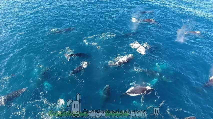 Graban con un Dron a 60 ballenas jorobadas nadando