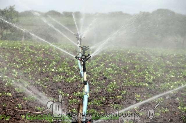 7 técnicas para mejorar la sostenibilidad de los cultivos
