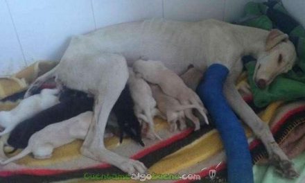 Canina madre coraje, muy coraje