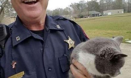 Final feliz para una gatita atrapada
