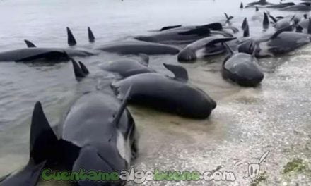 Liberan a cientos de ballenas varadas en Nueva Zelanda