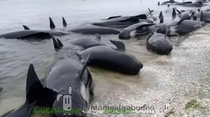 Liberan a cientos de ballenas varadas en Nueva Zelanda