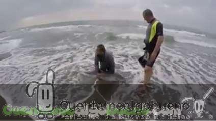 Jardinero salva a un delfín en Torrox