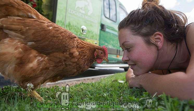El granjero que decidió liberar a sus más de 1000 gallinas ponedoras y darles una vida digna