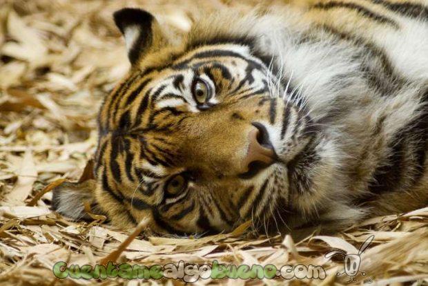 Éste tigre no participará en un espectáculo circense en Madrid. Fotografía de Chris Ruggles.