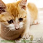 En las tiendas de animales de San Francisco sólo se podrán adquirir perros y gatos rescatados