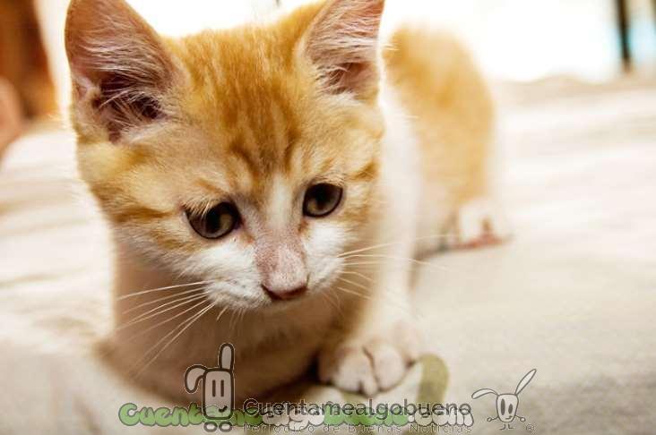 En las tiendas de animales de San Francisco sólo se podrán adquirir perros y gatos rescatados