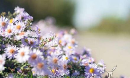 Fiesta de la Primavera en la Granja Escuela de Pizarra (Málaga)
