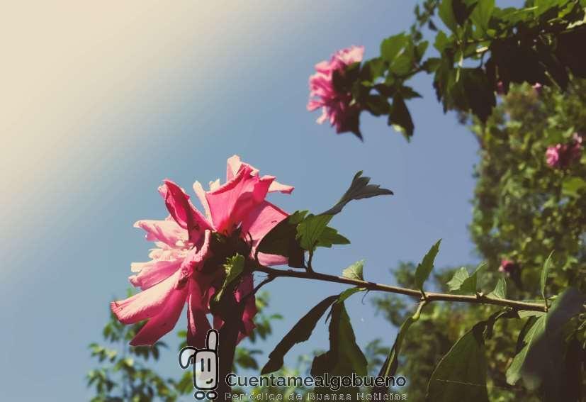 Claraboya. PRESENCIAS PROLONGADAS