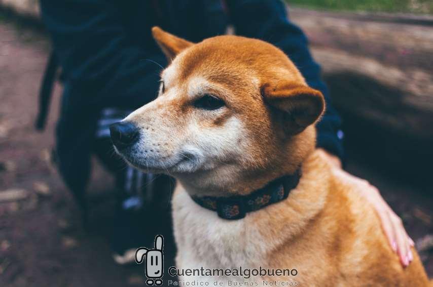 Taiwán prohibe el consumo de carne de perro y gato