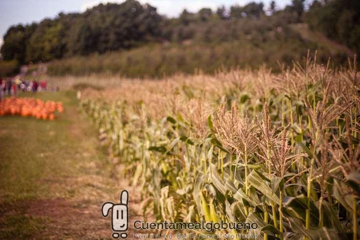 La agricultura ecológica es una solución para alimentar a la población mundial hoy y en el futuro