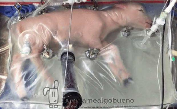 Uno de los 6 corderos prematuros con los que se probó el prototipo y que eran fisiológicamente equivalentes a un bebé humano de 23 o 24 semanas de gestación. Foto: CHOP.