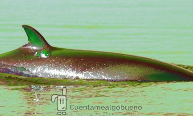 Claraboya. BALLENA VERDE