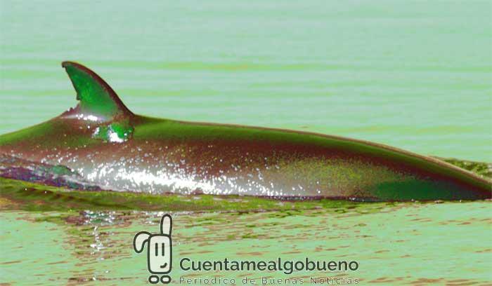 Claraboya. BALLENA VERDE