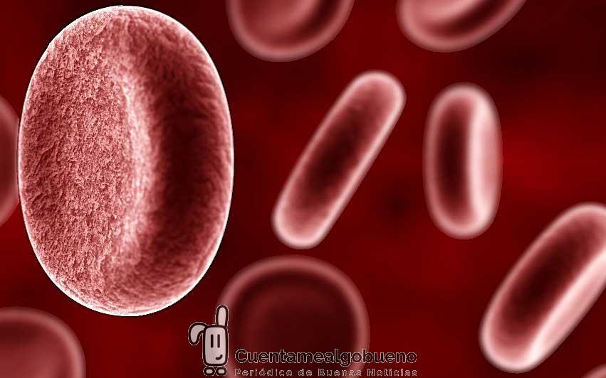 Crean células madre inmortales