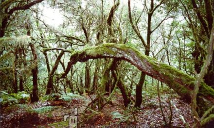 Nuevo plan de acción europeo para defender la biodiversidad