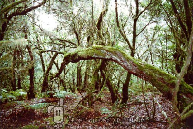 Bosque de Laurisilva de la época terciaria en el Parque Nacional de Garajonay.Isla de La Gomera.Islas Canarias, un ejemplo de biodiversidad. Foto: perlaroques.