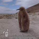 BirdLife International rueda un corto de realidad virtual para salvar a los pingüinos