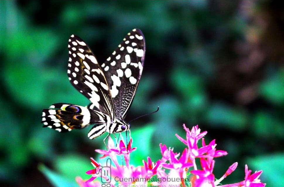 Claraboya. ALETEO DE MARIPOSAS