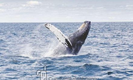 Proponen con 52.000 firmas la creación de un Santuario de Cetáceos en Canarias