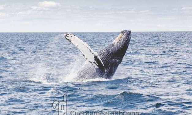 Proponen con 52.000 firmas la creación de un Santuario de Cetáceos en Canarias