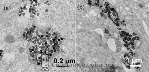 Imágenes de (a) nanopartículas internalizadas en células cancerosas tras incubación durante 24 horas, y (b) agregados de nanopartículas tras aplicar posteriormente un campo magnético de baja magnitud. Foto: Y. Sheng, C. Wu, Y. Cheng, G.R. Plaza
