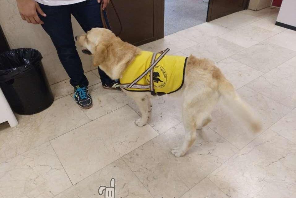 Entregan un perro de servicio a una persona con Esclerosis Múltiple