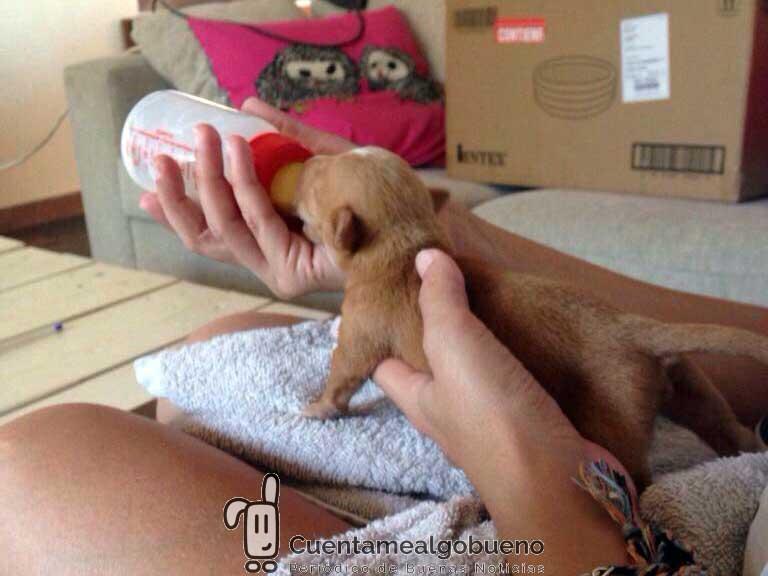 Una nueva oportunidad para cuatro cachorros abandonados