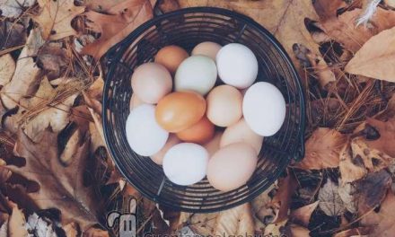 El proveedor de huevos de Mercadona dejará de tener gallinas enjauladas