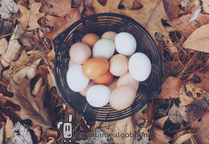 El proveedor de huevos de Mercadona dejará de tener gallinas enjauladas