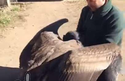 Pichón de Cóndor en Argentina abraza al cuidador que lo curó de una lesión