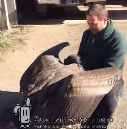 Pichón de Cóndor en Argentina abraza al cuidador que lo curó de una lesión