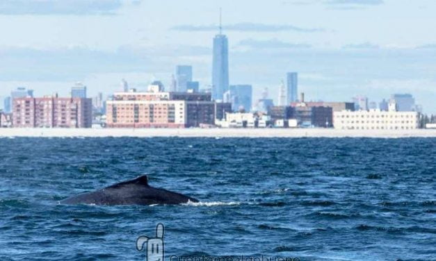 Ballenas jorobadas regresan a Nueva York por primera vez en un siglo