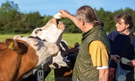 Ganadero envía a todas sus vacas a un refugio animal en lugar del matadero