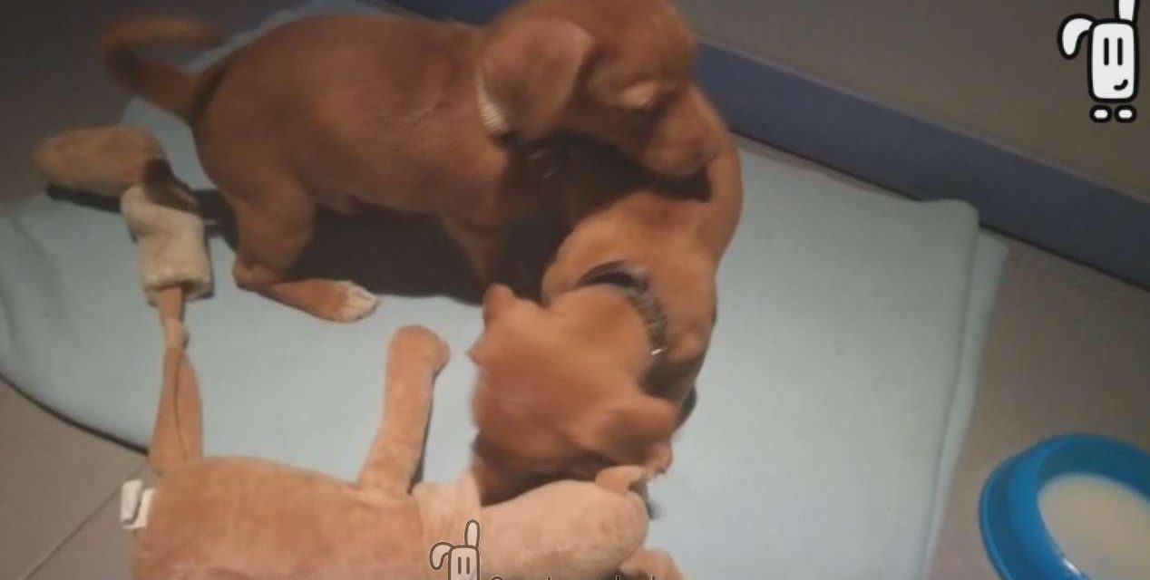 Chispas y Charlie Brown ya tienen un nuevo hogar