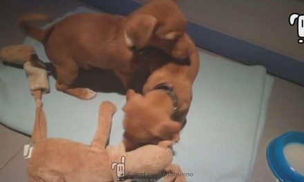 Chispas y Charlie Brown ya tienen un nuevo hogar