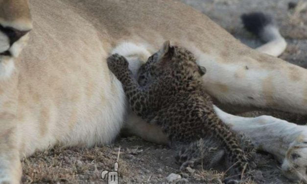 Fotografían por primera vez a leona amamantando a cachorro de leopardo