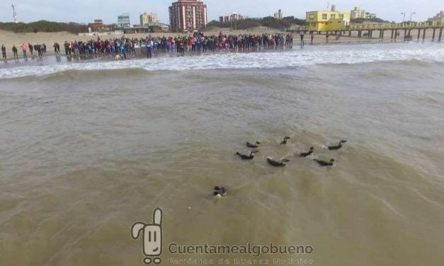 Devuelven a nueve pingüinos rescatados al mar