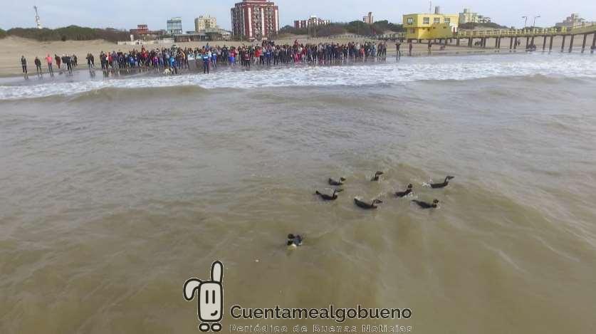 Devuelven a nueve pingüinos rescatados al mar