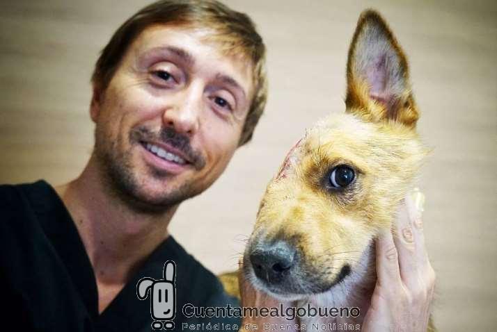 Devolviendo la calidad de vida a perros gravemente dañados