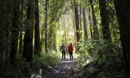 Concurso de fotografía para resaltar los valores del Camino de Santiago