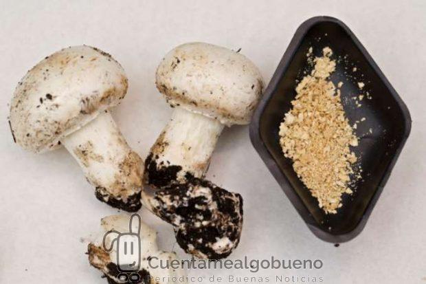 Compuestos extraídos por los investigadores de la Universidad de Alicante de los restos de champiñón. Foto: UA.