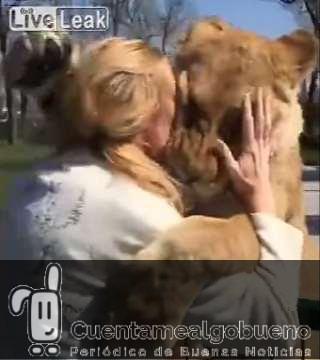 Emotivo reencuentro de una mujer con los leones que adoptó
