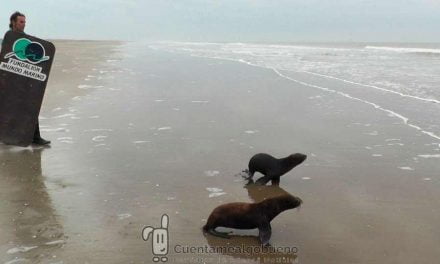 Devuelven al mar a dos lobos marinos rescatados