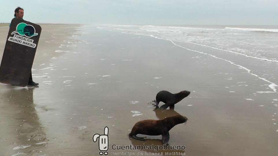 Devuelven al mar a dos lobos marinos rescatados