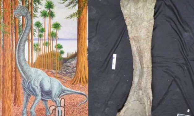 Hallado en Soria una nueva especie de dinosaurio saurópodo