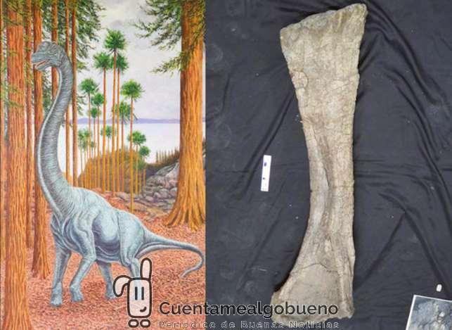 Hallado en Soria una nueva especie de dinosaurio saurópodo