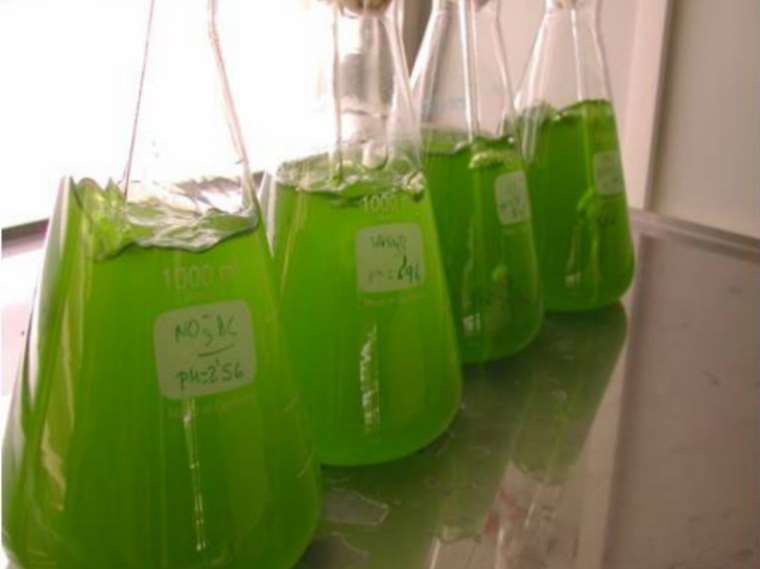 Obtienen biogás a partir de algas