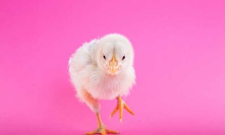 La cadena ALDI dejará de vender huevos de gallinas enjauladas en España