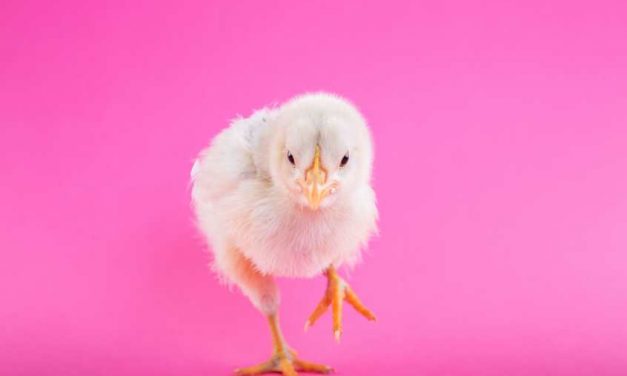 La cadena ALDI dejará de vender huevos de gallinas enjauladas en España